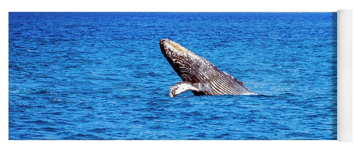 Humpback Yoga Mat featuring the photograph Humpback Breach by Anthony Jones