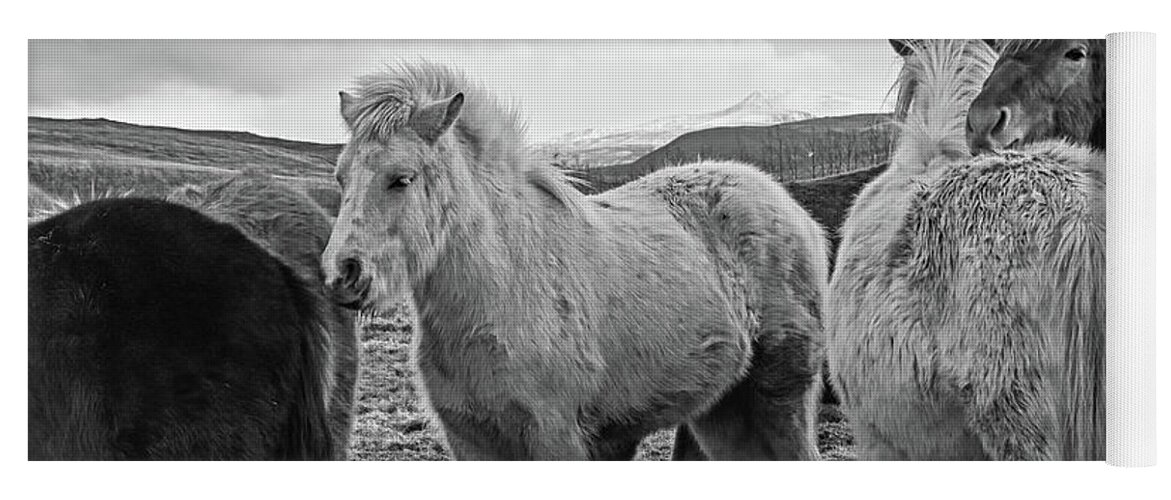 Iceland Yoga Mat featuring the photograph Icelandic Horse Cuddle Iceland Black and White by Toby McGuire