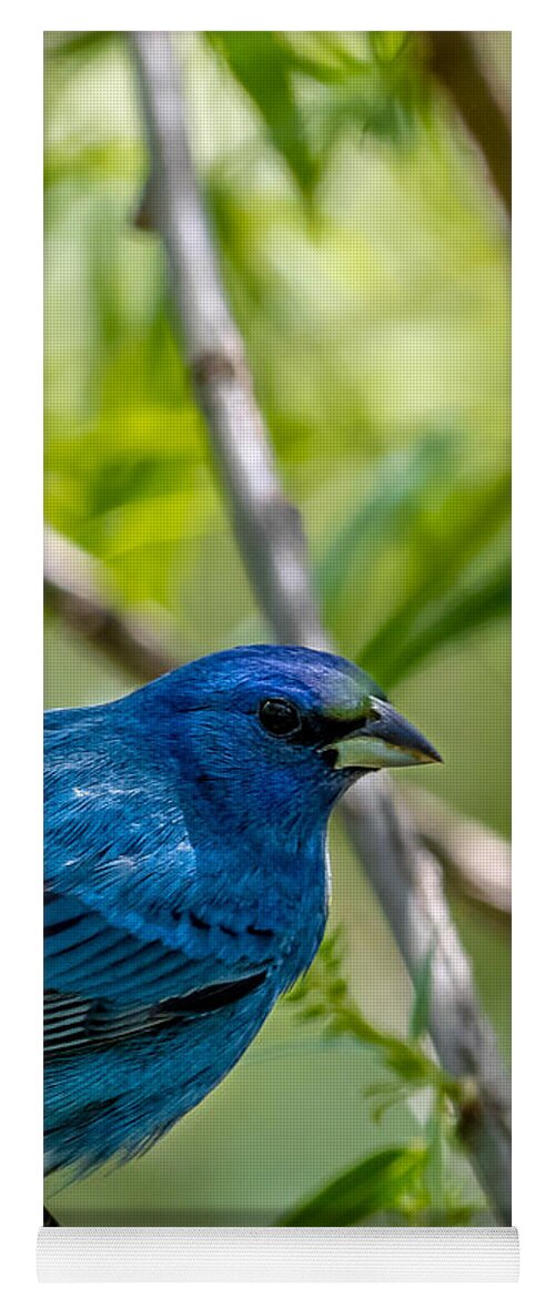 Indigo Bunting Yoga Mat featuring the photograph Im Watching You by Rick Nelson