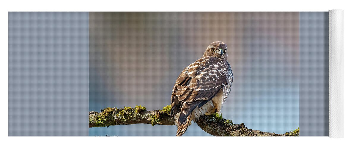 Animal Yoga Mat featuring the photograph Immature Red Tailed Hawk in a Tree by Jeff Goulden