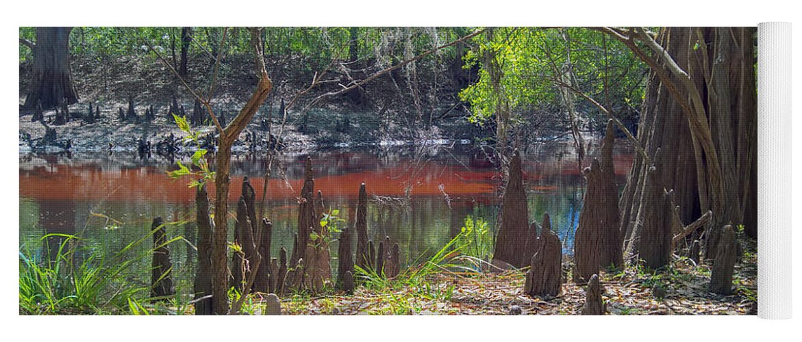 Cypress Swamp Yoga Mat featuring the photograph In a Cypress Swamp by L Bosco