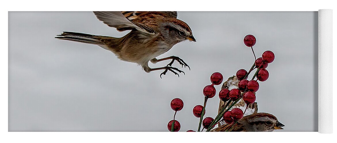 Sparrow Yoga Mat featuring the photograph In for a Landing by Regina Muscarella