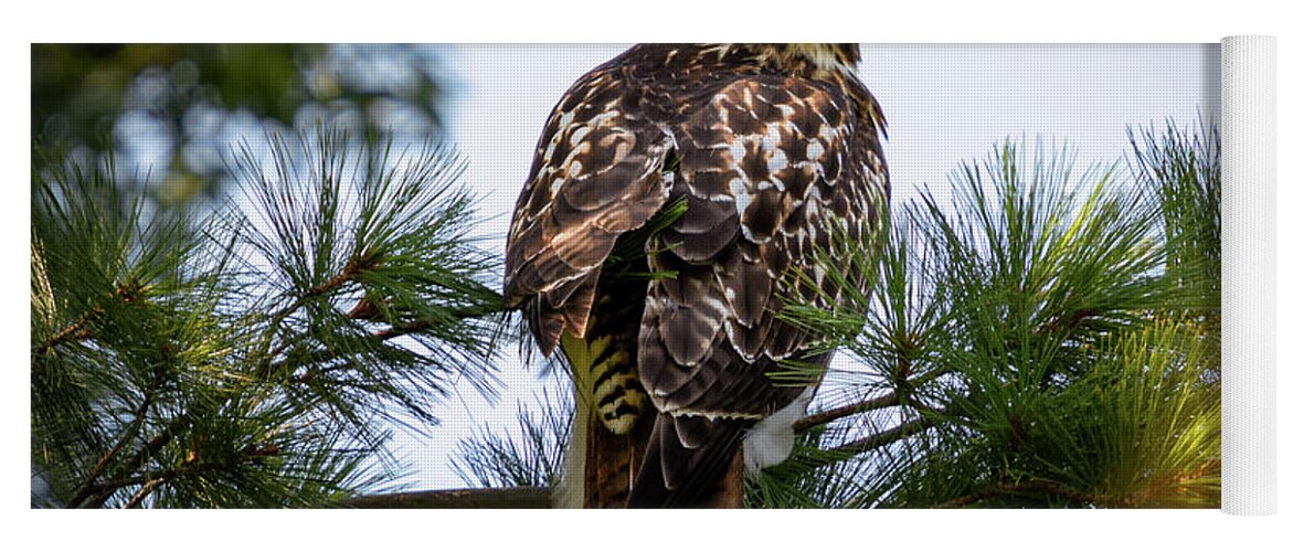 Hawk Yoga Mat featuring the photograph In the Branches by Alyssa Tumale