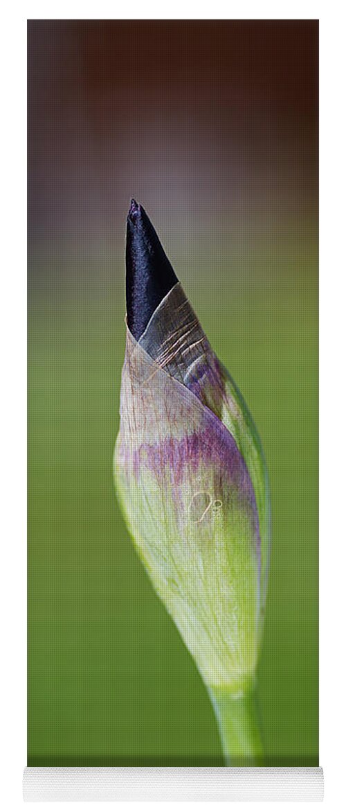 Iridaceae Yoga Mat featuring the photograph Iris Bud Purple To Black by Joy Watson