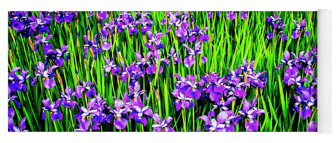 Color Yoga Mat featuring the photograph Iris Spring by Alan Hausenflock