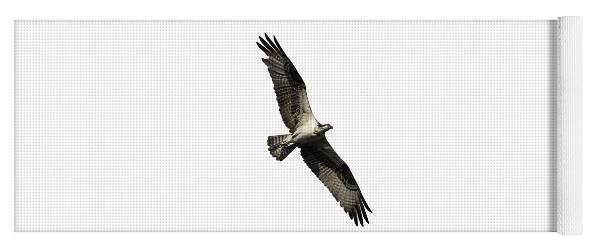 Osprey Yoga Mat featuring the photograph Isolated Osprey 2022-1 by Thomas Young