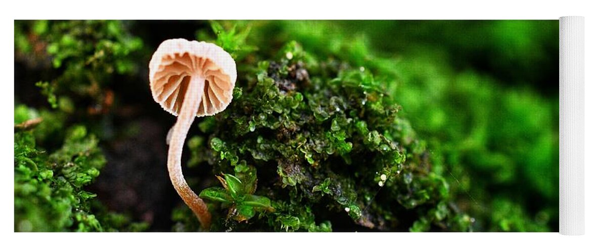 Photo Yoga Mat featuring the photograph Itty Bitty Mushroom by Evan Foster