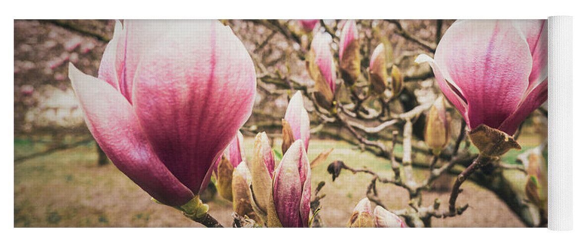 Spring Yoga Mat featuring the photograph Jane Magnolias Wide Closeup by Jason Fink