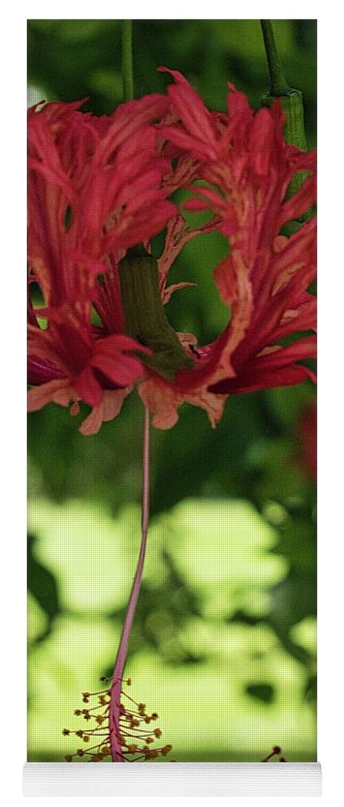 Flower Yoga Mat featuring the photograph Japanese Lantern Hibisucs by Portia Olaughlin