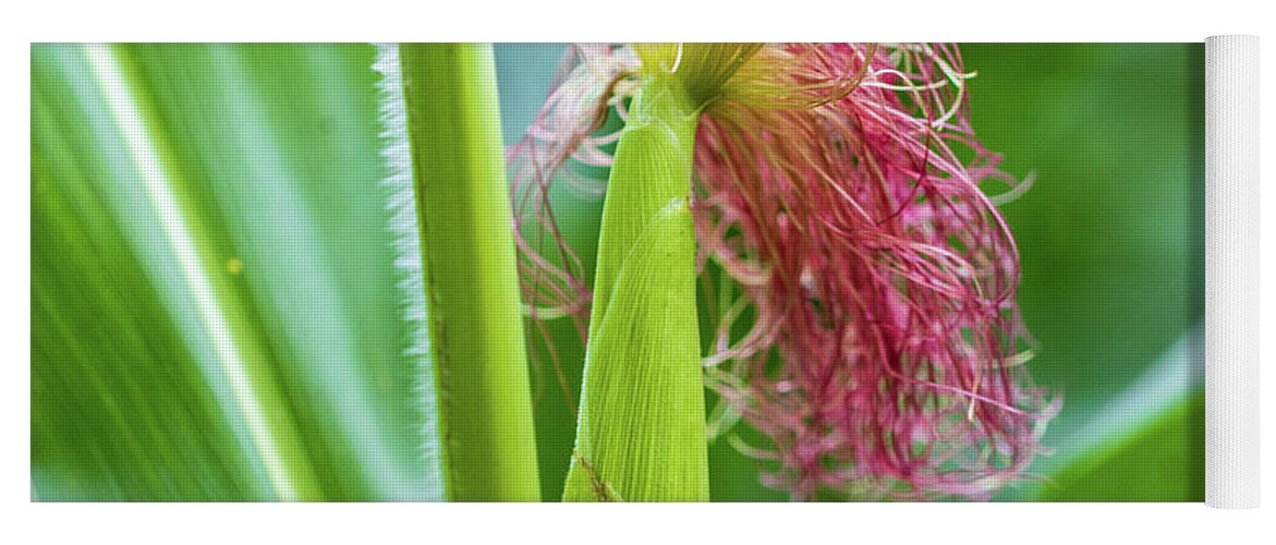 Summer Yoga Mat featuring the photograph Jersey Corn - Food Photography by Amelia Pearn