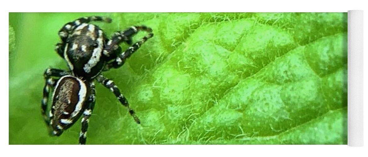 Spider Yoga Mat featuring the photograph Jumping Spider by Catherine Wilson