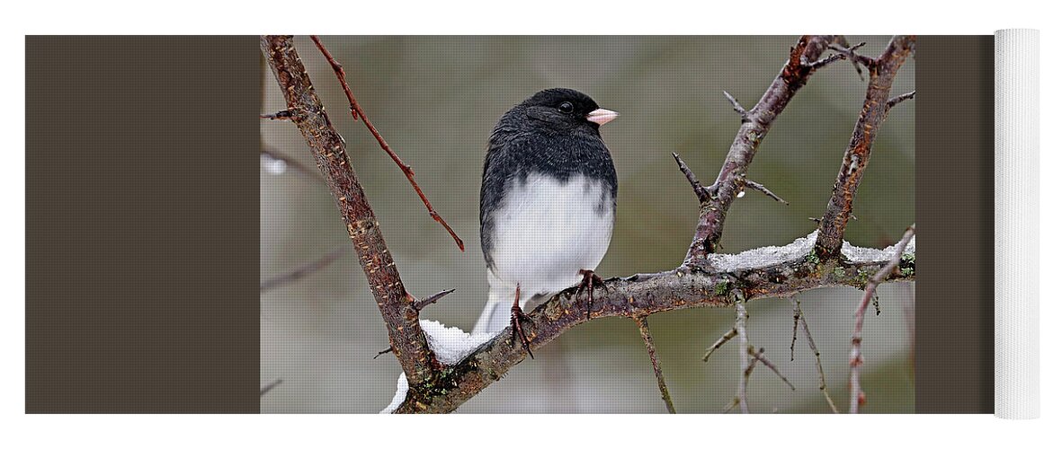 Junco Yoga Mat featuring the photograph Junco On Snowy Branch by Debbie Oppermann