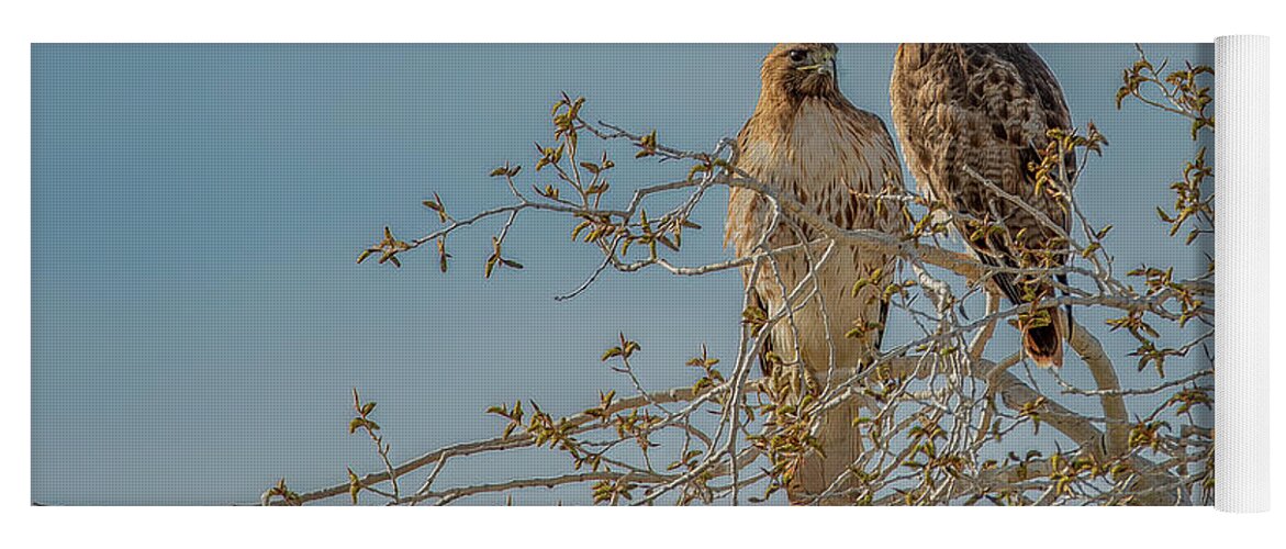 Red-tailed Hawks Yoga Mat featuring the photograph Just Enjoying the Morning by Marcy Wielfaert
