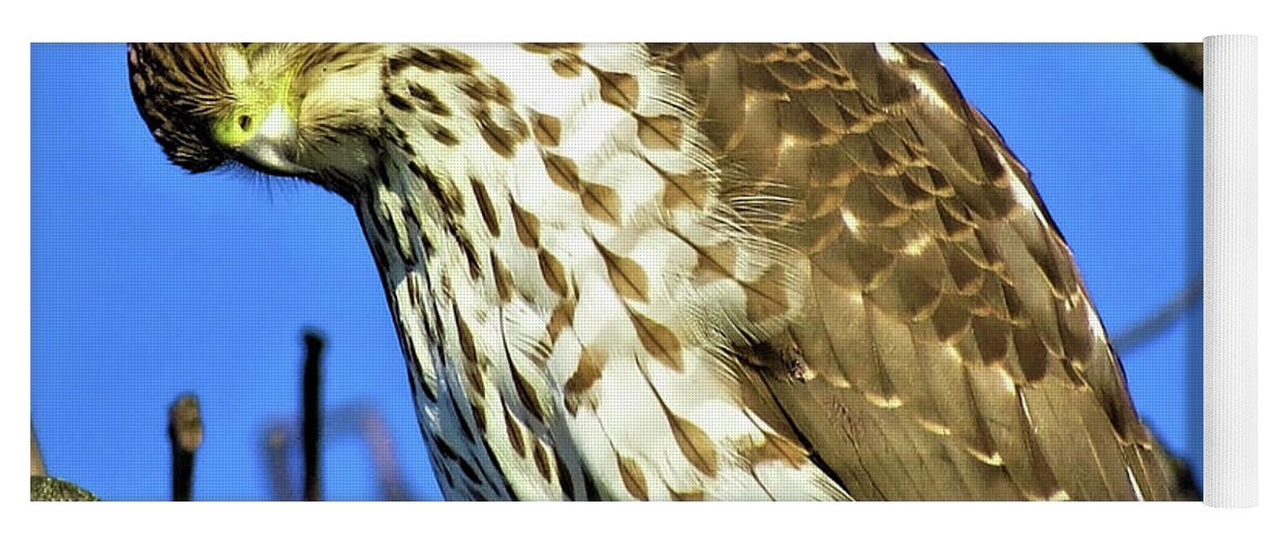 Hawks Yoga Mat featuring the photograph Juvenile Coopers Hawk Are you talkin' to me? by Linda Stern