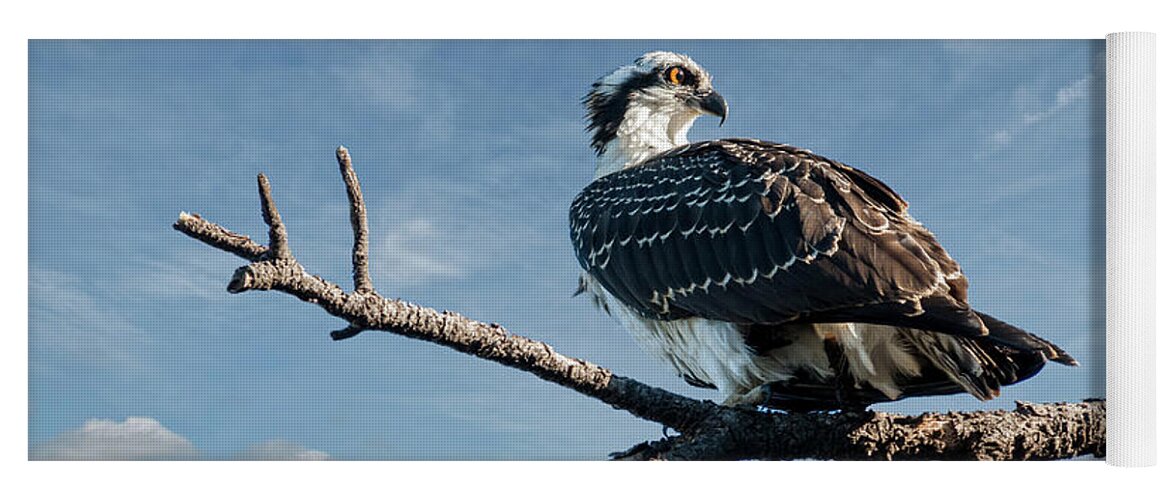 Animal Yoga Mat featuring the photograph Juvenile Osprey Perched in a Tree by Jeff Goulden