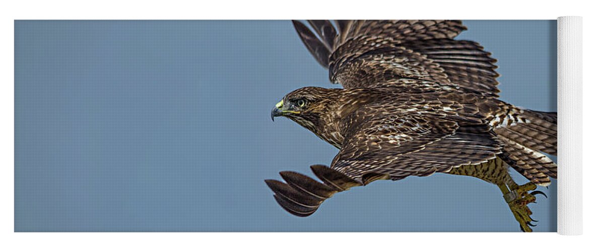 Red Tailed Hawk Yoga Mat featuring the photograph Juvenile Red-tailed Hawk by Linda Villers