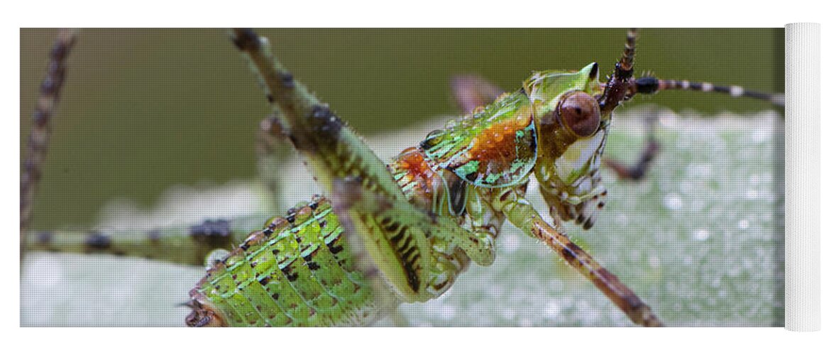 Grasshopper Yoga Mat featuring the photograph Katydid Nymph by Karen Rispin