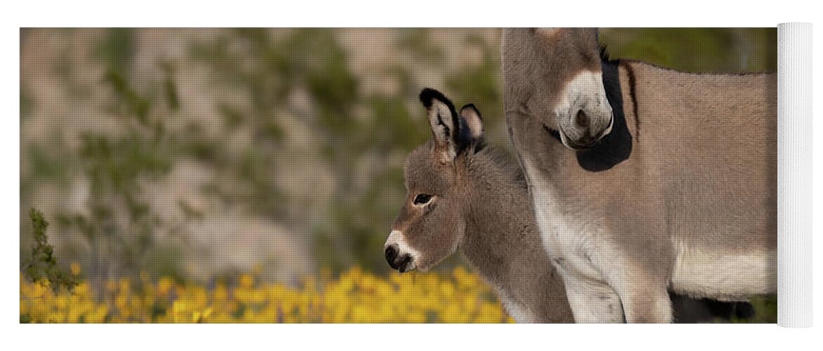 Wild Burros Yoga Mat featuring the photograph Keeping an Eye Out by Mary Hone