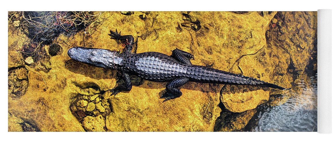 Alligator Yoga Mat featuring the photograph King Of the Glades by JC Findley