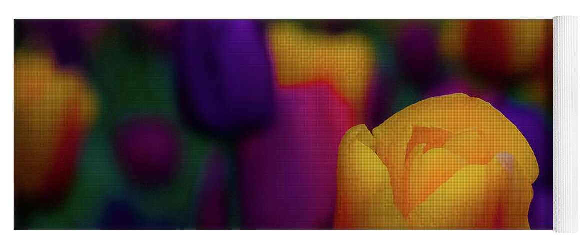 Skagit Valley Tulip Festival; Roozengaarde Display Garden; Mount Vernon; Nature; Rainbow Colors; Floral; Flower; Garden; Tulip Yoga Mat featuring the photograph Kiss Winter Goodbye by Emerita Wheeling