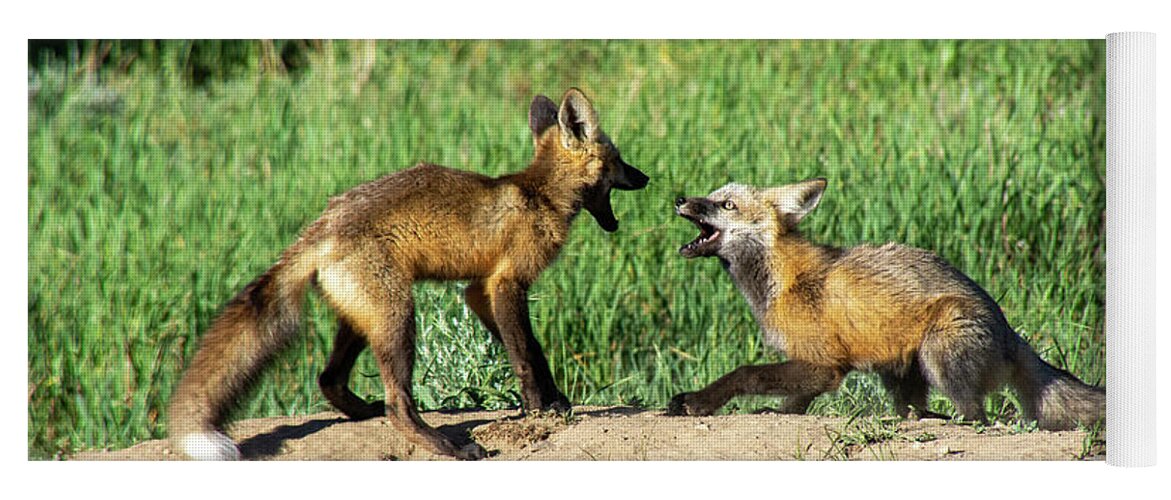 Red Fox Yoga Mat featuring the photograph Kit Fox Intimidation by Stephen Johnson