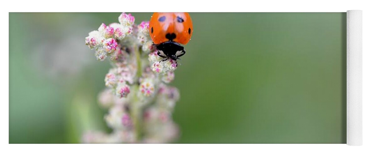 Lady Bug Yoga Mat featuring the photograph Lady Bug 1 by Amy Fose