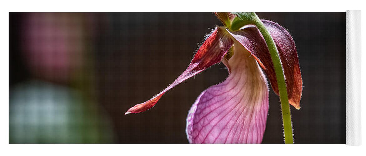 Flower Yoga Mat featuring the photograph Lady's Slipper in the Sunlight by Linda Bonaccorsi