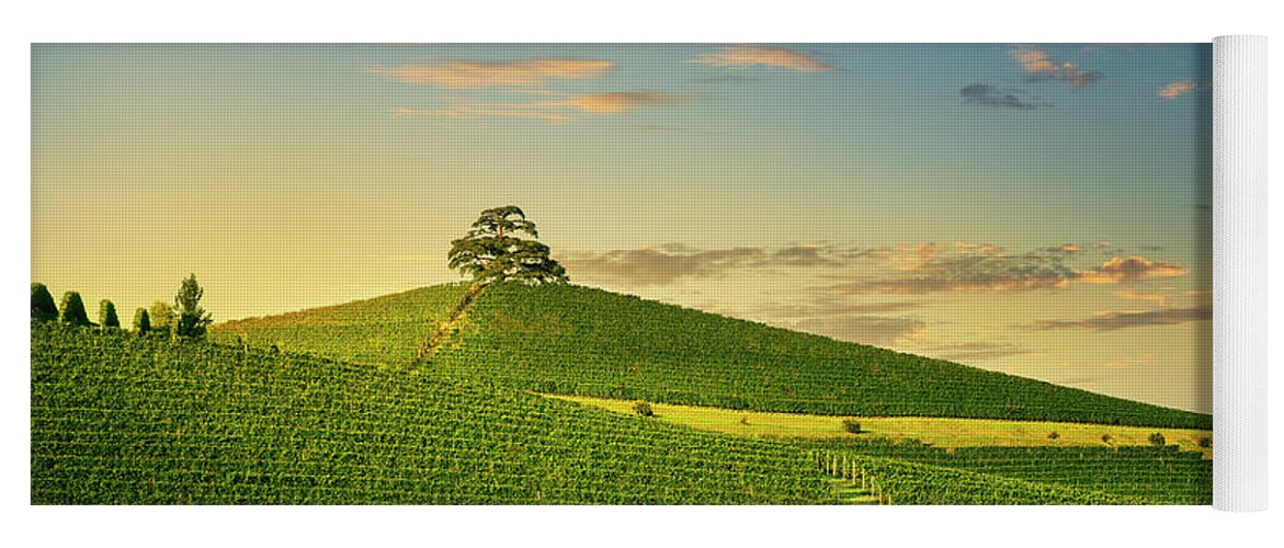 Vineyards Yoga Mat featuring the photograph Cedar of Lebanon tree in Langhe by Stefano Orazzini