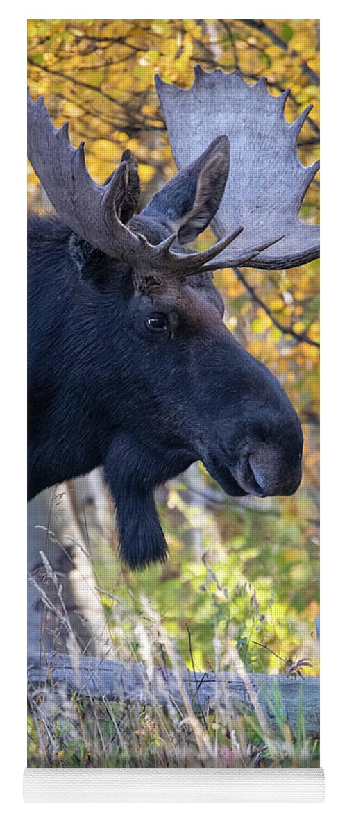 Bull Moose In Autumn Aspens Yoga Mat featuring the photograph Large Bull Moose In Autumn Foliage by Dan Sproul