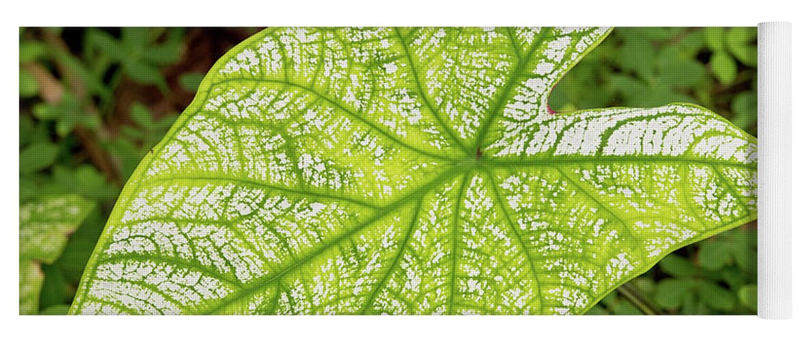 Dakak Philippines Yoga Mat featuring the photograph Large Caladium Leaf by David Desautel