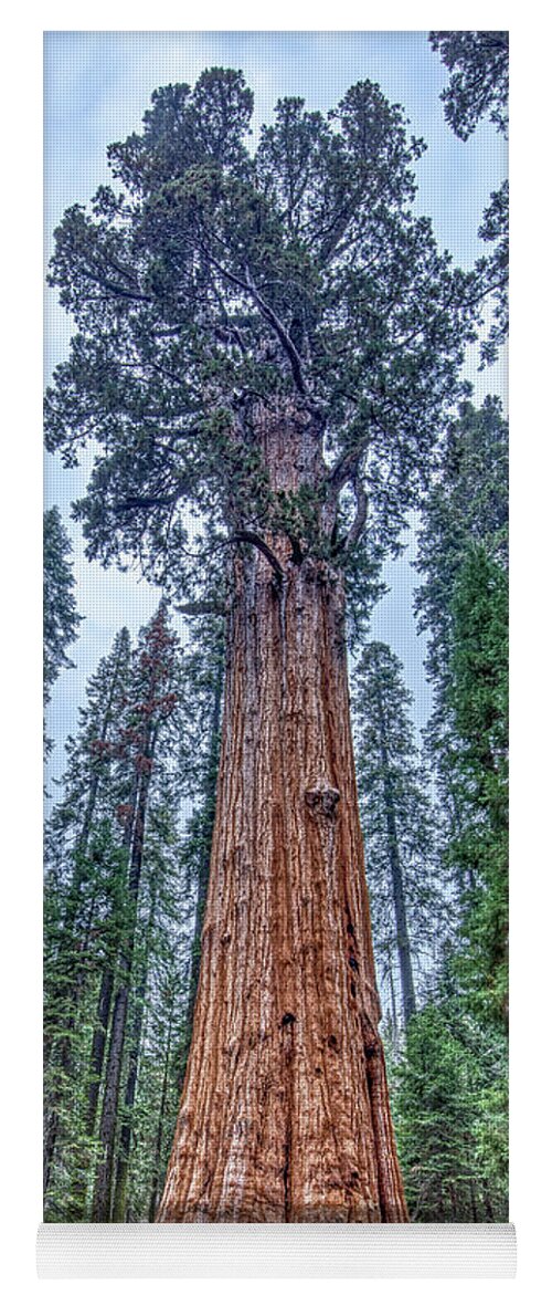 Largest Tree In The World General Sherman Yoga Mat featuring the photograph Largest Tree in the world General Sherman by Dustin K Ryan
