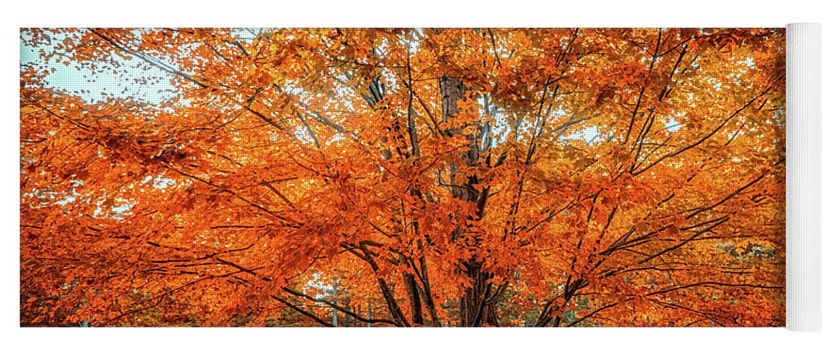 Tree Yoga Mat featuring the photograph Late fall foliage by Lilia S