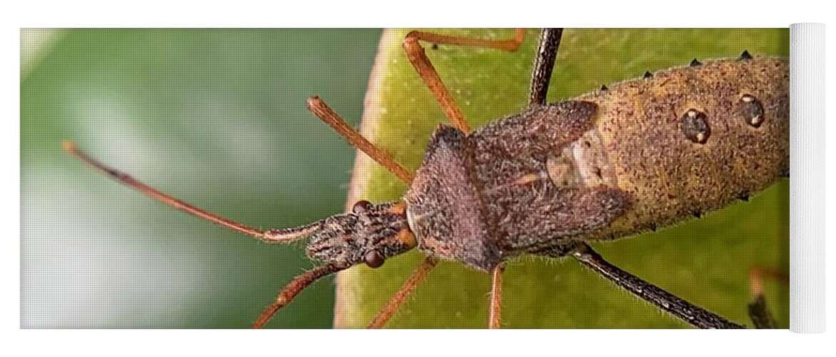 Insect Yoga Mat featuring the photograph Leaf Footed Bug on Magnolia by Catherine Wilson