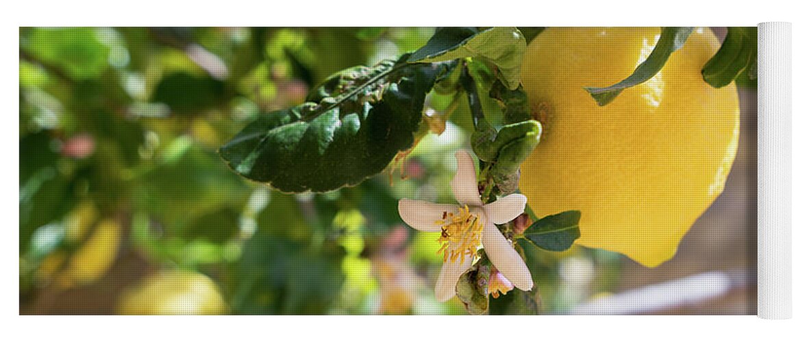Lemon Tree Yoga Mat featuring the photograph Lemon blossoms and lovely lemon in the Mediterranean garden by Adriana Mueller