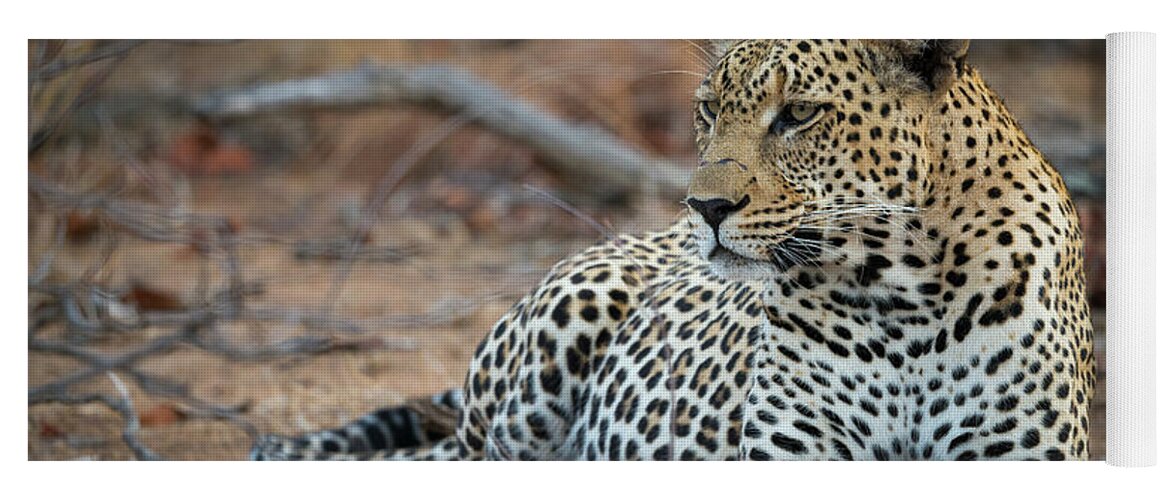 Leopard Yoga Mat featuring the photograph Leopard of South Africa by Bill Cubitt
