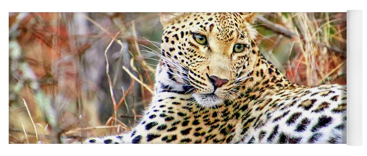 Africa Yoga Mat featuring the photograph Leopard 1 by Tom Watkins PVminer pixs