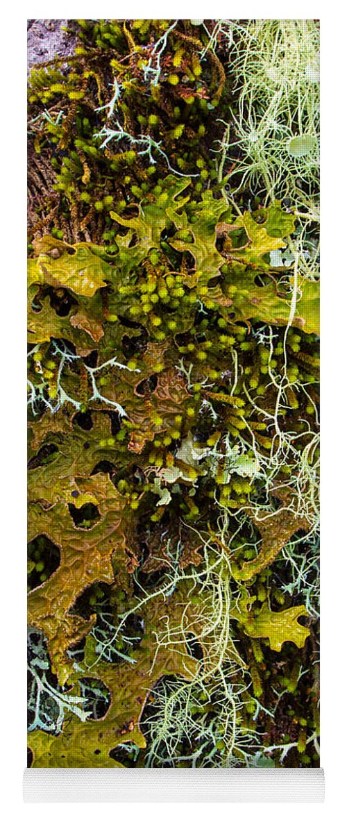 Fungus Mushroom Lichen Woods Woodland Ground North Carolina Blue Ridge Parkway Ecosystem Tree Stump Swamp Wetlands Yoga Mat featuring the photograph Lichen on a Tree Along the Blue Ridge Parkway by L Bosco