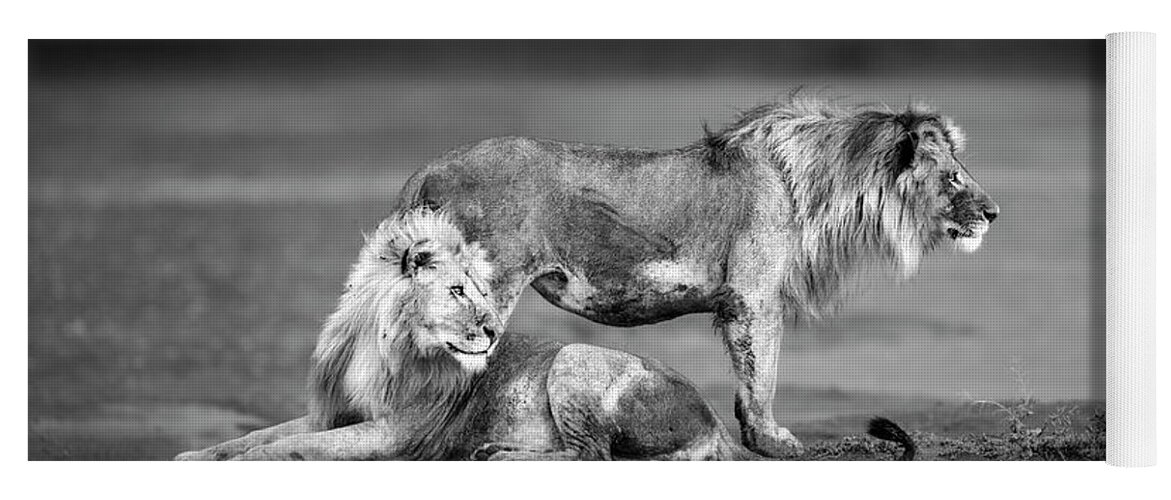 Lion Yoga Mat featuring the photograph Lion Brothers, Ndutu - Tanzania by Stu Porter