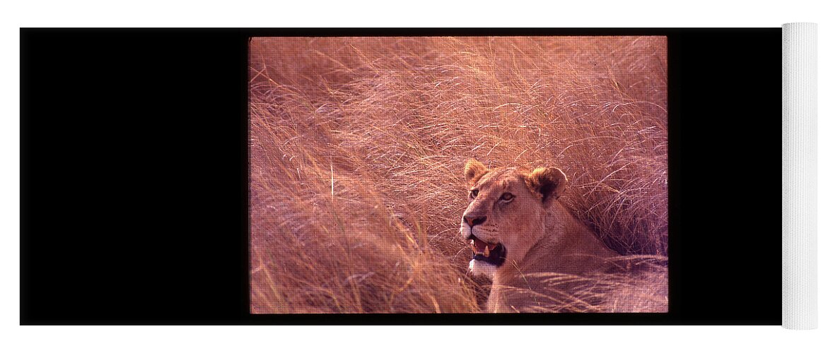 Africa Yoga Mat featuring the photograph Lioness in Tall Grass by Russ Considine