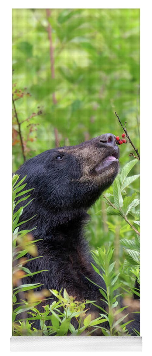 Black Bear Yoga Mat featuring the photograph Little Berry Eater - Black Bear Yearling by Susan Rissi Tregoning