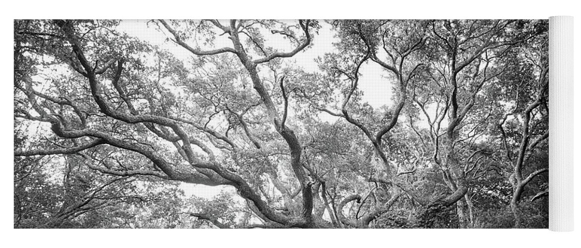 Live Oak Yoga Mat featuring the photograph Live Oak Tree at Atlantic Beach North Carolina - Black and White by Bob Decker