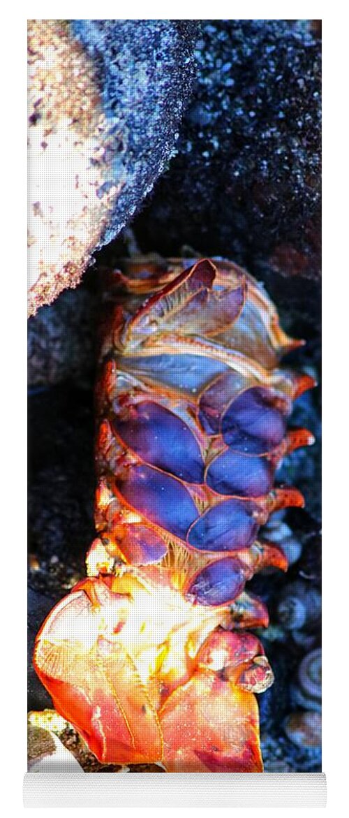 Animal Yoga Mat featuring the photograph Lobster Tail by LaDonna McCray