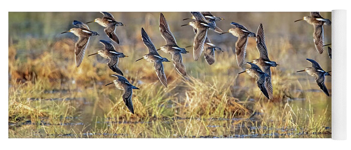 Long-billed Dowitchers Yoga Mat featuring the photograph Long-billed Dowitchers 8220-010322-2 by Tam Ryan