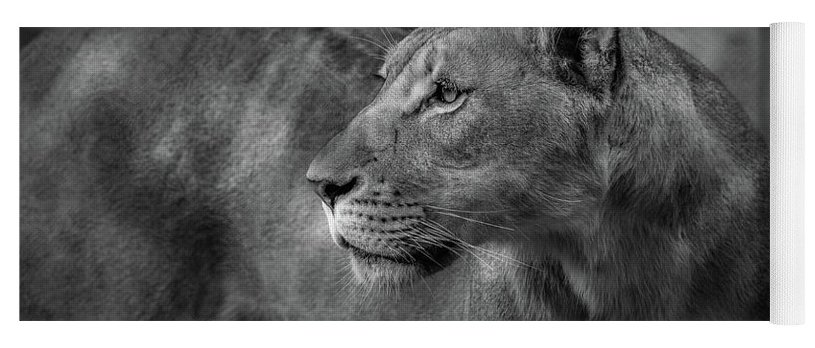 Lion Yoga Mat featuring the photograph Long Wait by Dheeraj Mutha