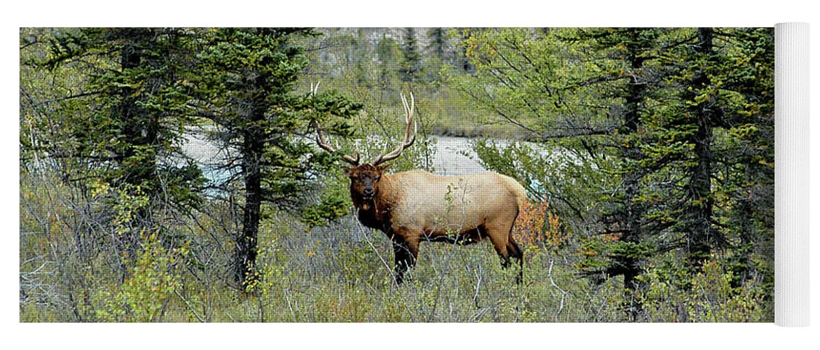 National Park Yoga Mat featuring the photograph Looking at Me? - Bull Elk by Paolo Signorini