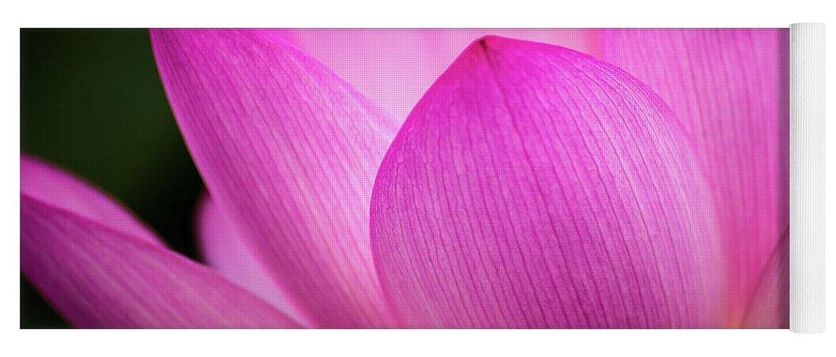 Kenilworth Gardens Yoga Mat featuring the photograph Lotus petal by Robert Miller