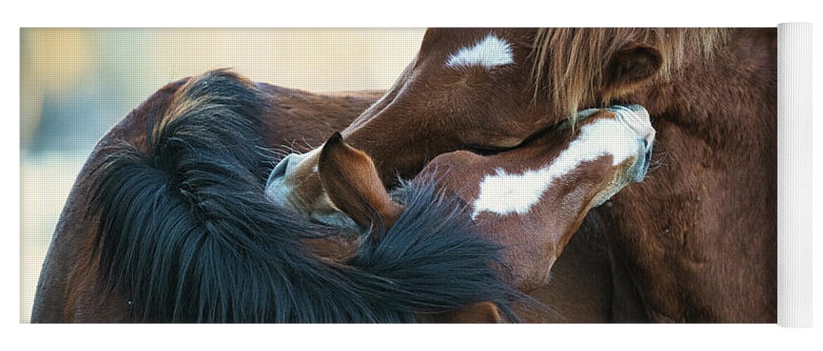 Salt River Wild Horses Yoga Mat featuring the photograph Love by Shannon Hastings