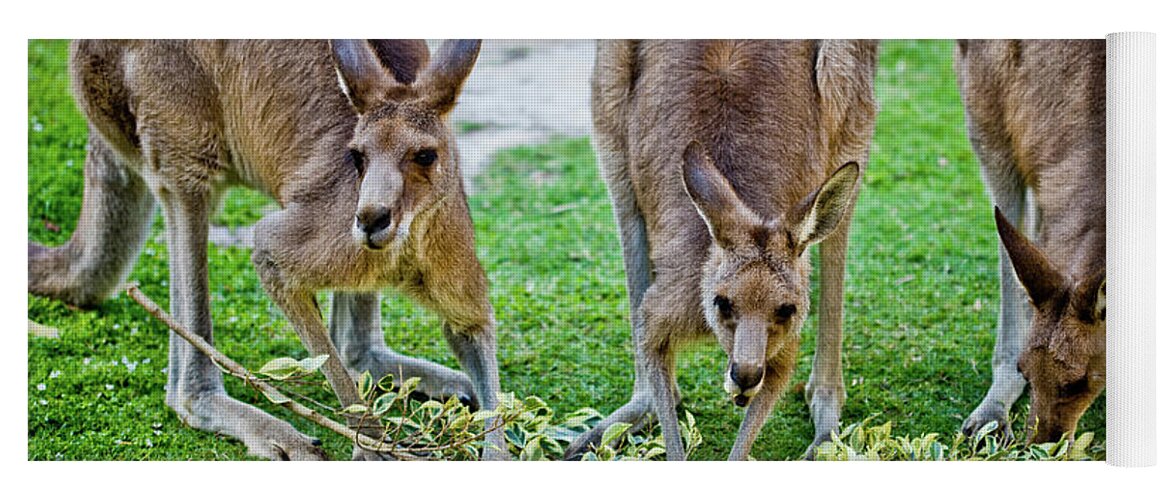 3 Kangaroos Yoga Mat featuring the photograph Lunch With Friends by Az Jackson