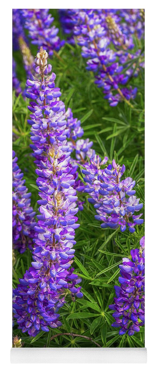 Wildflowers Yoga Mat featuring the photograph Lupine in the Light by Darren White