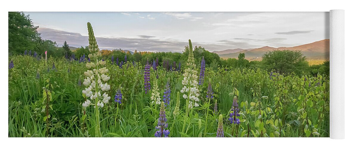 Lupines Yoga Mat featuring the photograph Lupines and the White Mountains by Bob Doucette